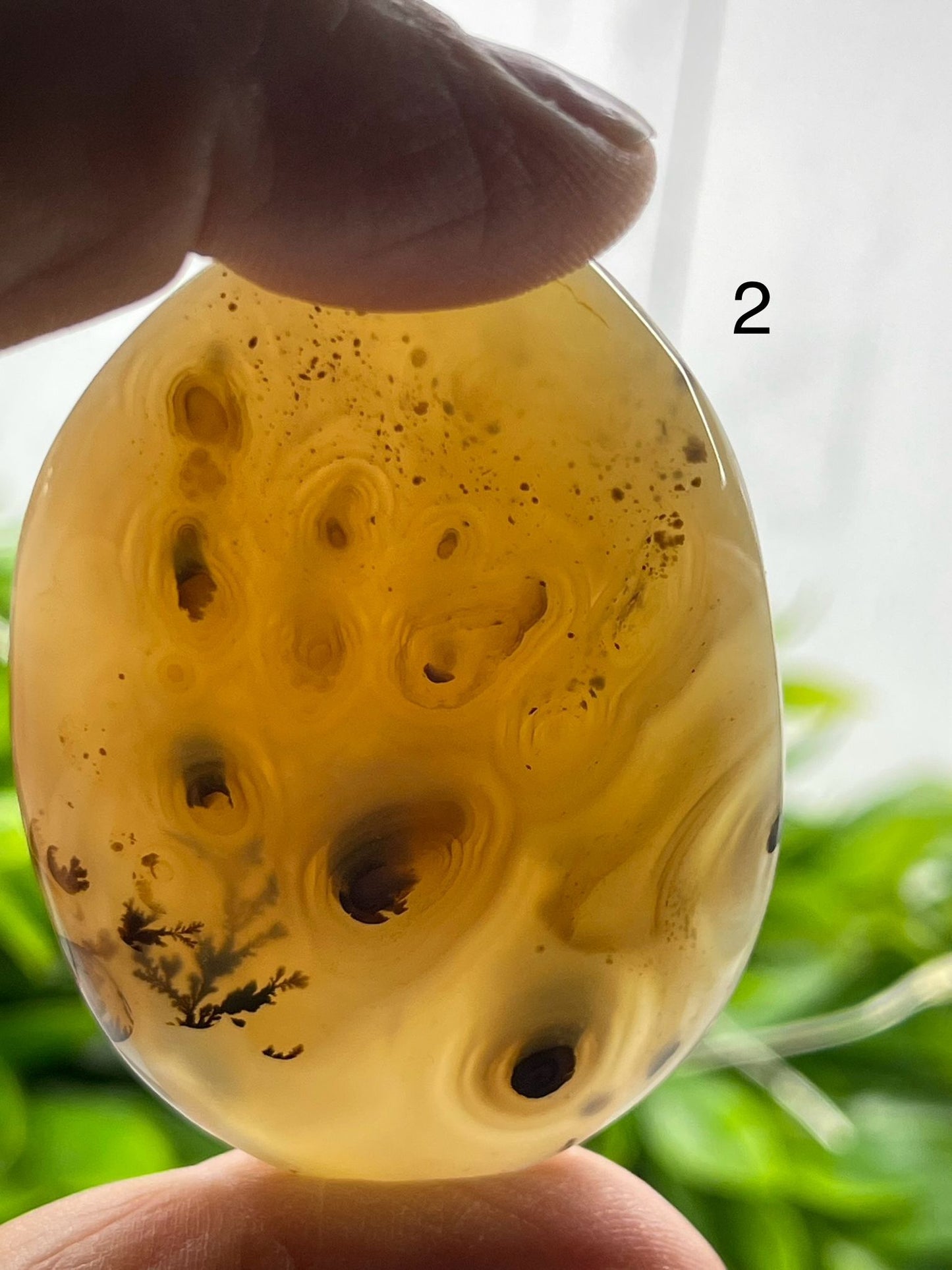 Dendritic Agate Palm Stones